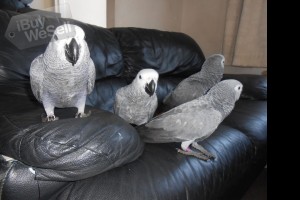 AFRICAN GREY TALKING PARROTS FOR SALE