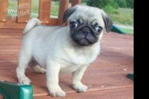 Adorable Pug puppies ready now !!!!!