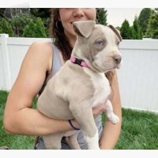 Adorable pitbull pups whatsapp:+63-977-672-4607