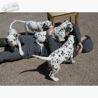 Affordable Dalmatian puppies