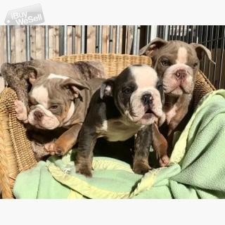 Affordable English Bulldog Puppies for sale