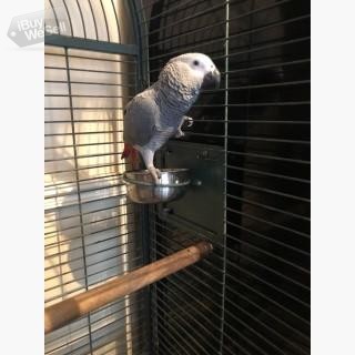 Afrcan Grey Parrot