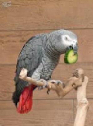 Africa grey parrots
