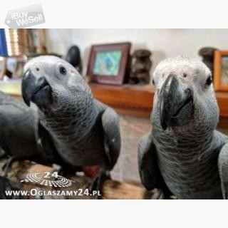 African Grey Parrots and their fertile eggs for sale.