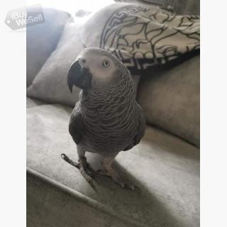 African Grey Parrots for sale