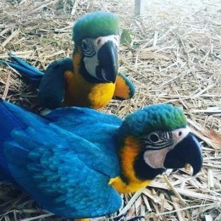 African Grey and macaw parrots For Sale ...whatsapp me at: +44 7453 907158