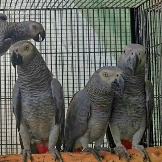 Afrikanska grå papegojor till salu