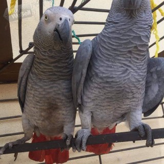 Afrikanska grå papegojor till salu