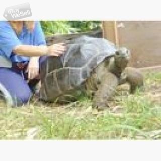 Aldabra Giant Tortoise for adoption.