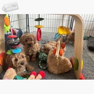 Amazing Cavapoo Baby Ready For New Home