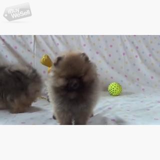 Amazing Pomeranian puppies available