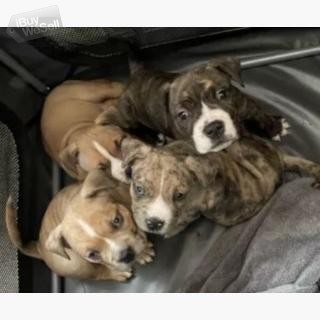 American Bulldog Dogs and Puppies