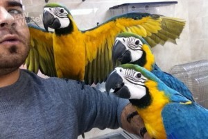 Baby Macaw super tame