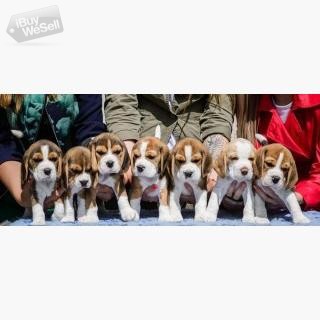 Beagle puppies socially domesticated
