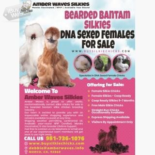 Bearded Bantam Silkies DNA Sexed Female Chicks for Sale