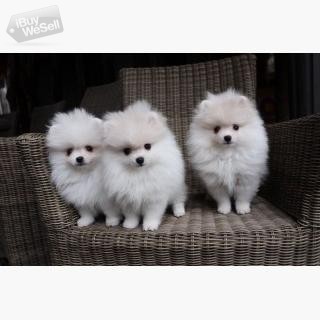 Beautifu Pomeranian puppies available.