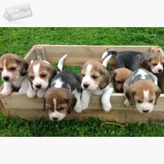 Beautiful Beagle Pups 13 week old Beagle puppies