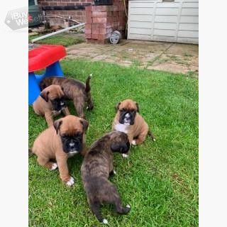 Beautiful Boxer puppies,