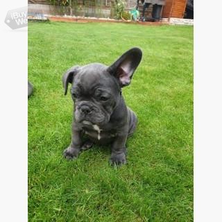 Beautiful French Bulldog puppies available.