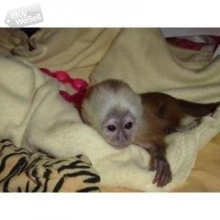 Beautiful Home-Raised Capuchin Monkeys