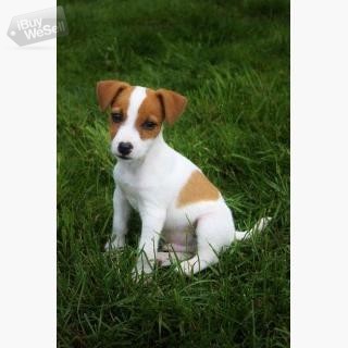 Beautiful Jack Russell puppies