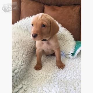 Beautiful Labrador Puppies for adoption.