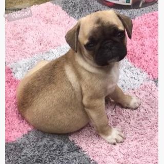 Beautiful Pug Puppies for Sale