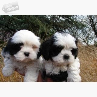 Beautiful Shih Tzu puppies