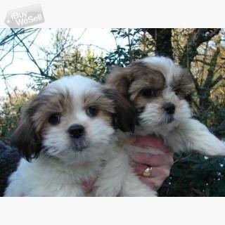 Beautiful Shih Tzu puppies