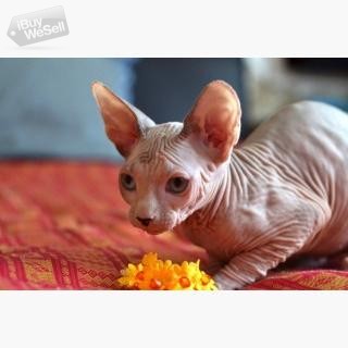 Beautiful Sphynx kittens whatsapp:+63-977-672-4607