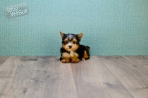 Beautiful Teacup Yorkshire Terrier Puppies available for sale