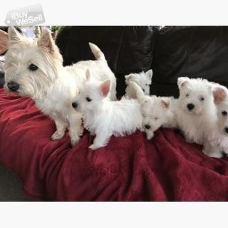 Beautiful West Highland Terrier Puppies