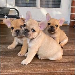 Beautiful french bulldog puppies