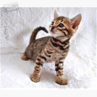 Bengal Kittens Purebred Rosetted Hypoallergenic TICA