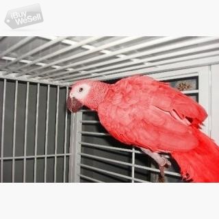 Best Red Factor African Congo Grey Pet Parrots