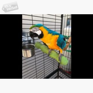 Blå och guld ara papegojor till salu whatsapp:+63-977-672-4607