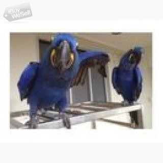 Blue Hyacinth Macaw for Adoption