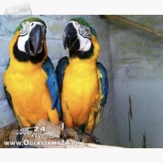 Blue and Gold Macaw Parrots and their fertile eggs for sale.