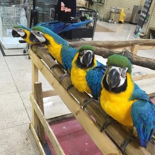Blue and gold macaws. WhatsApp + Contact me 
