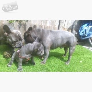 Blues lilac, brown + tan, french bulldog puppies available.