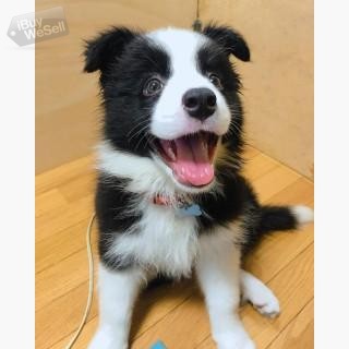Border Collie Puppies for adoption