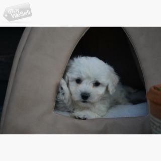 Breath-Taking Maltese Puppies For sale