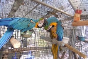 Breeders Pairs Exotic Birds For Sale