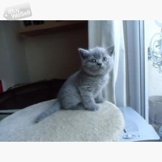 British Shorthair kittens whatsapp:+63-977-672-4607