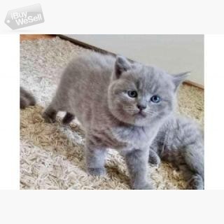 Brittisk korthårig kattunge.whatsapp:+63-977-672-4607