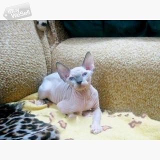 Canadian Sphynx Kittens For sale