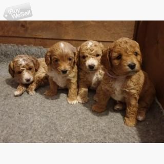 Cavapoo  Puppies