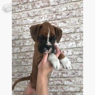 Champion Sire Show Quality Boxer Puppys