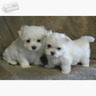 Charming teacup maltese puppies for adoption