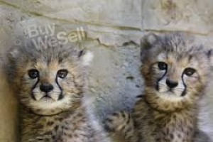 Cheatah Cubs, Tiger Cubs and Lion Cuns